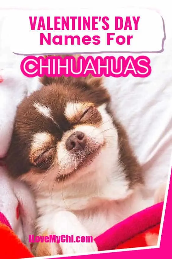 sleeping smiling chihuahua