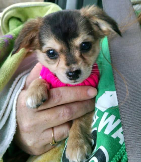 Best Dry Dog Food For Tear Stains | I Love My Chi