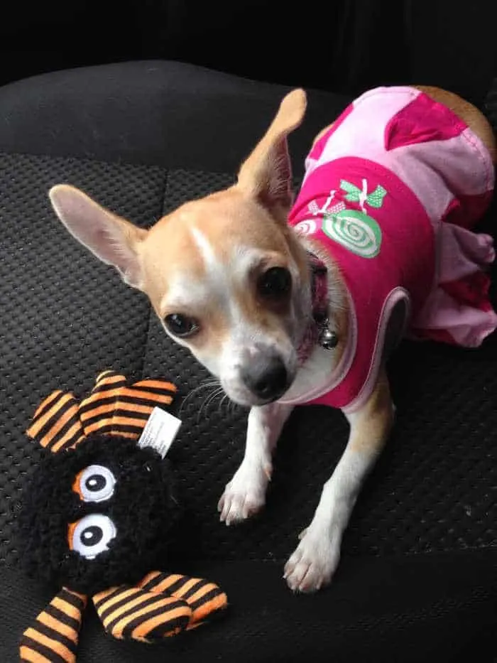 chihuahua in pink dress 