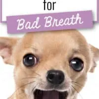 chihuahua with open mouth