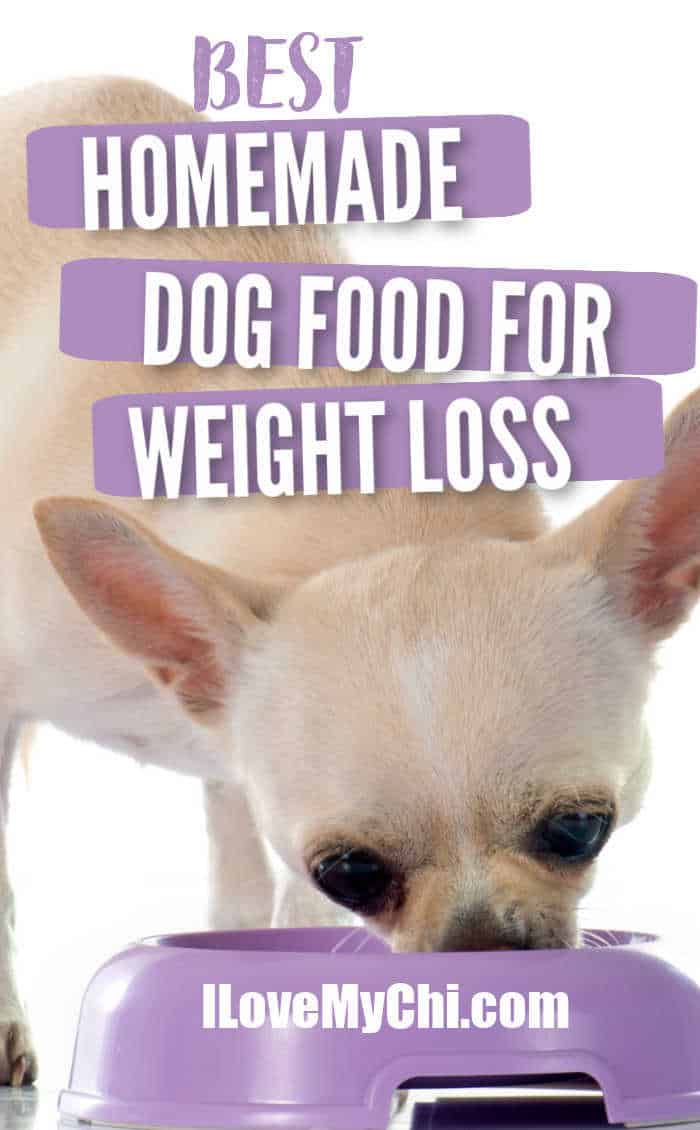 chihuahua eating from purple bowl