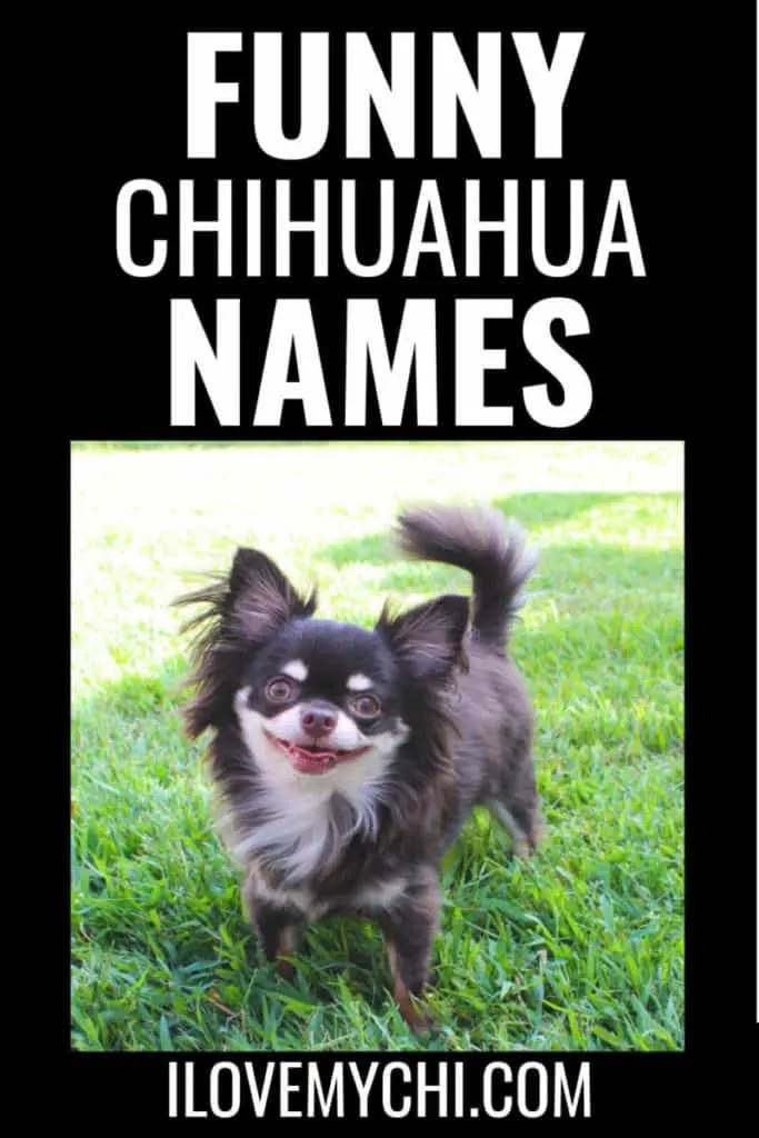 smiling long haired chihuahua