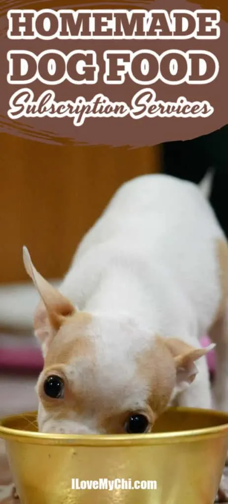 chihuahua dog eating from dog food bowl