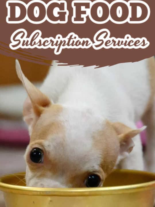 Best Homemade Dog Food for Weight Loss - I Love My Chi