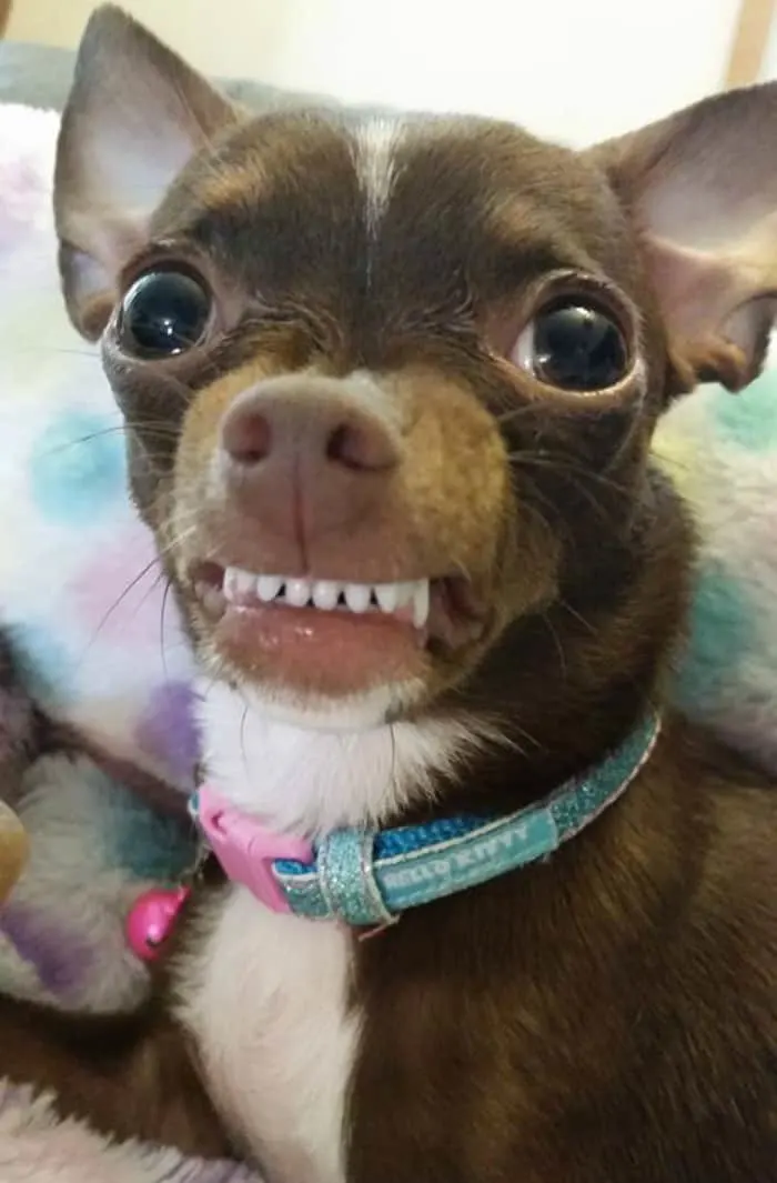 smiling funny chihuahua