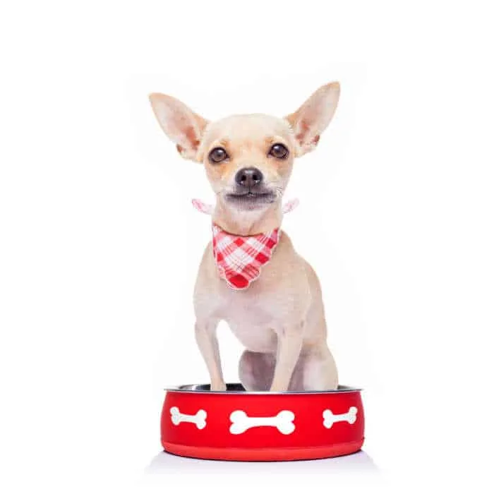 Chihuahua sitting in dog food bowl.