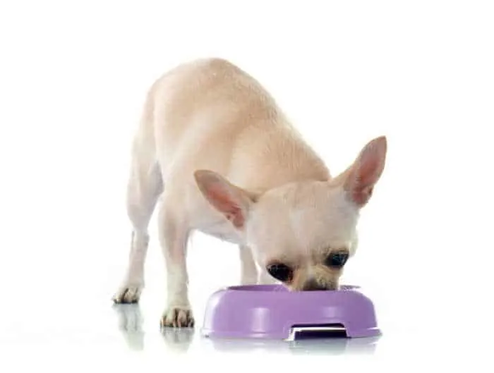 fawn chihuahua eating from purple dog bowl
