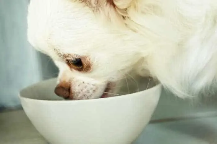 white chihuahua eating from bowl 700