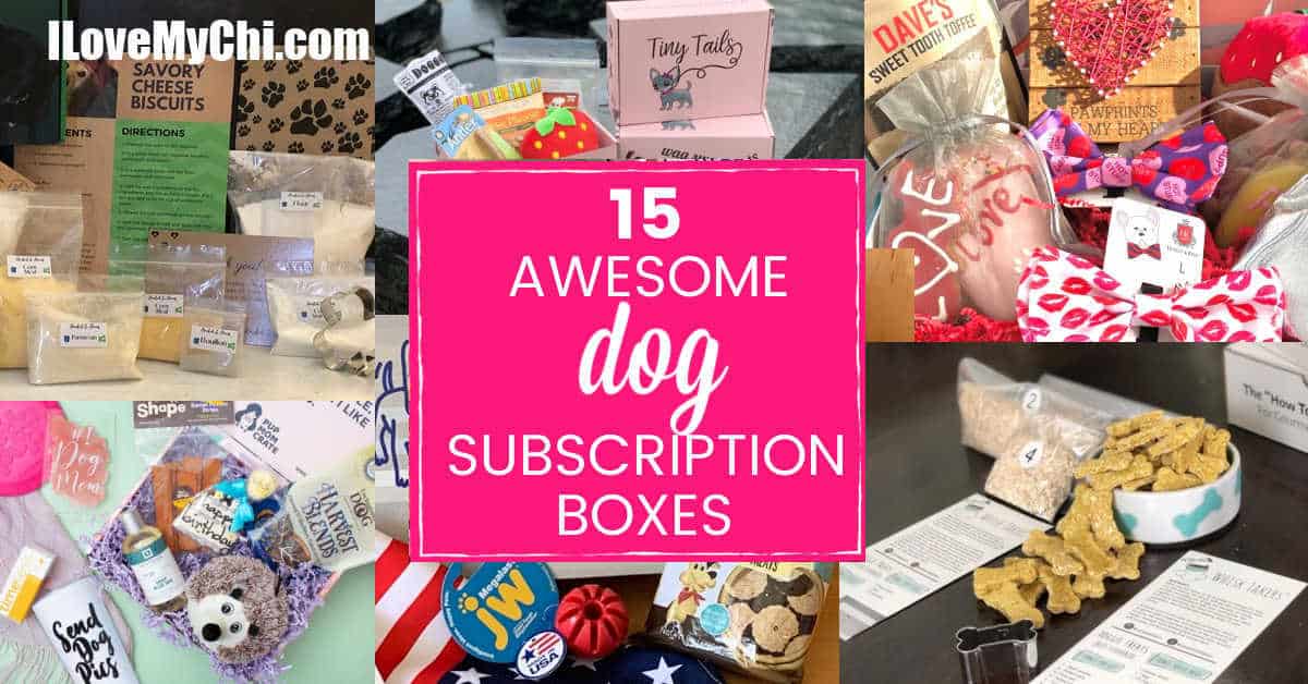 15 Awesome Dog Subscription Boxes I Love My Chi