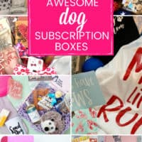 various photos of dog subscription boxes