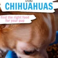 chihuahua eating from blue dog bowl