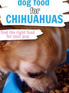 chihuahua eating from blue dog bowl