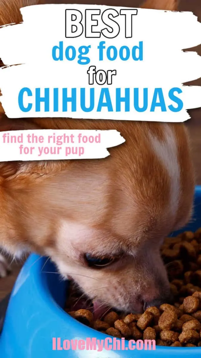 Best Dog Food for Chihuahuas I Love My Chi