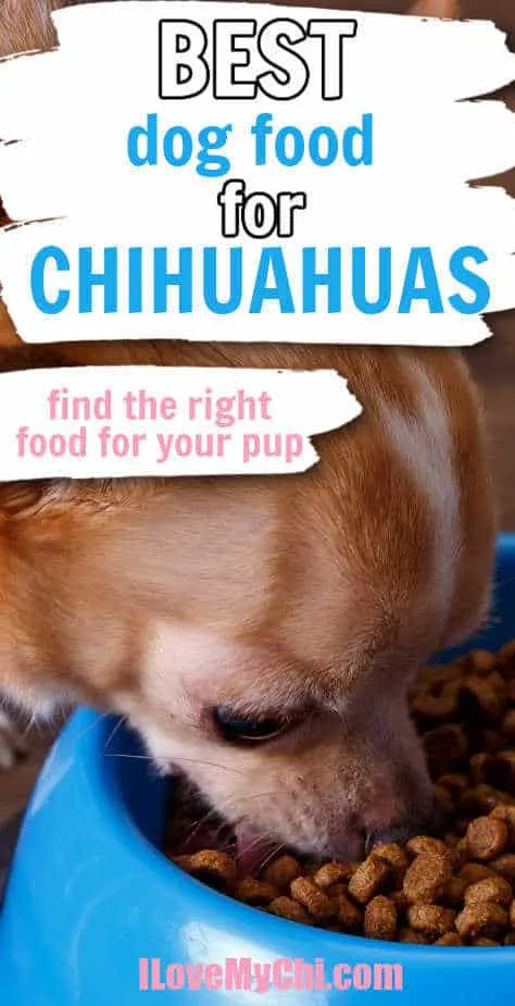chihuahua eating out of blue dog bowl