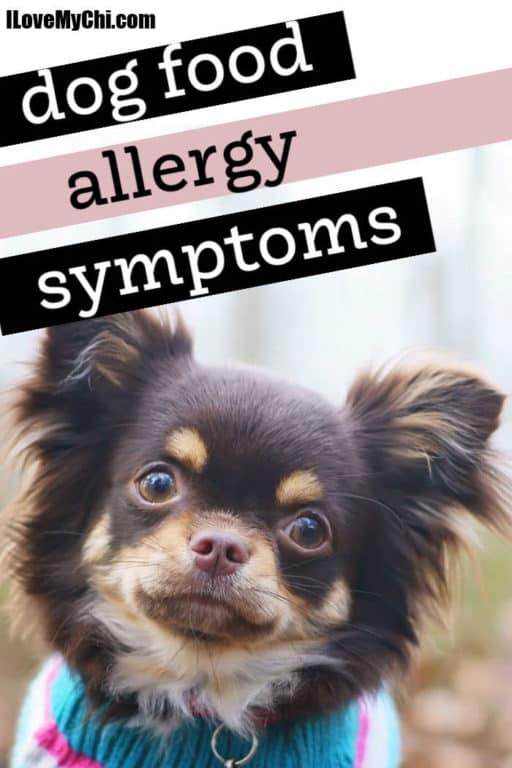 Dog Food Allergy Symptoms I Love My Chi