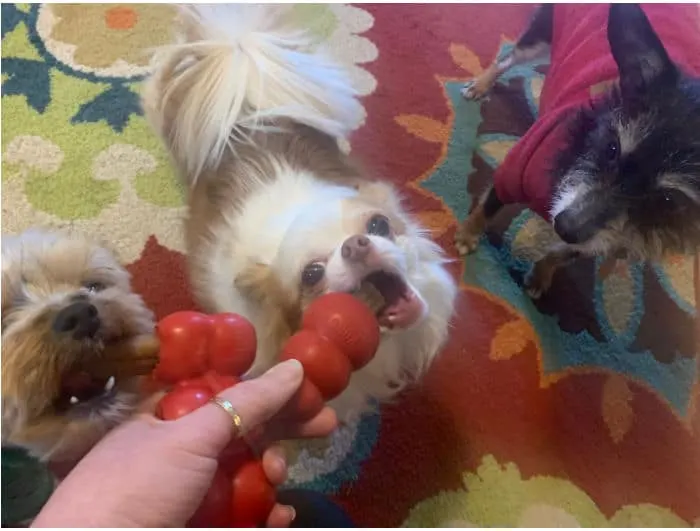 Dogs with kongs