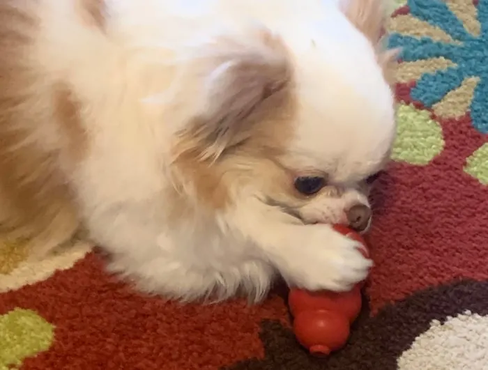 chihuahua with Kong