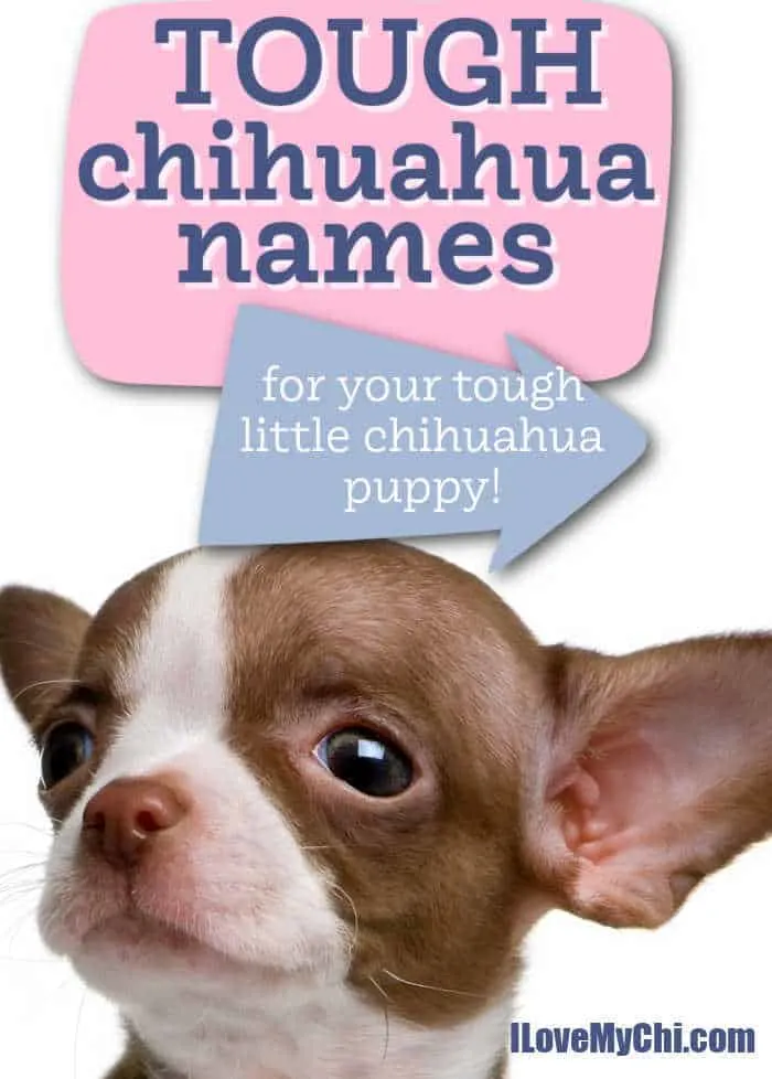 Tough little sale dog names