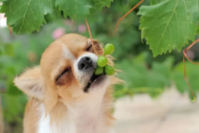 chihuahua eating grapes