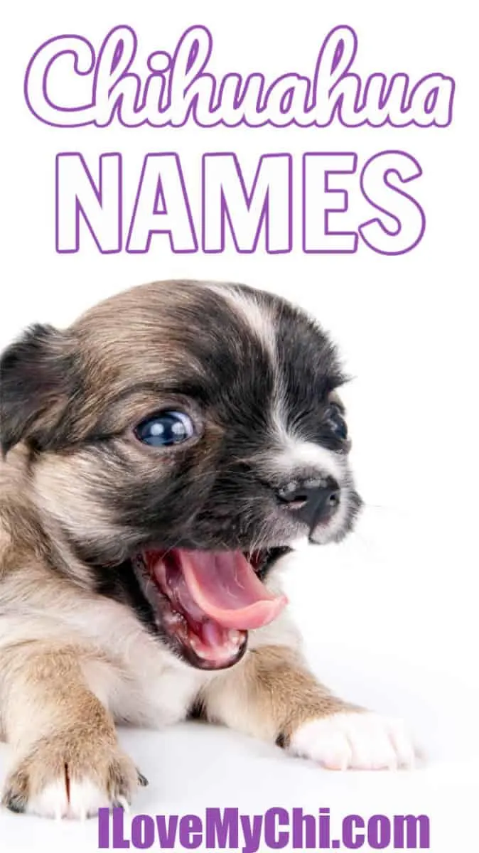 Cute chihuahua sale puppy names