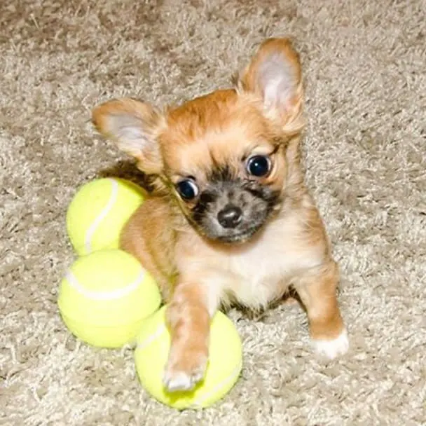 cute chihuahua puppy sitting with 3 balls