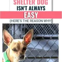 chihuahua in shelter