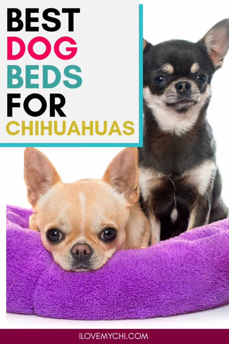Best Dog Beds for Chihuahuas I Love My Chi