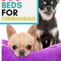 2 chihuahuas in purple dog bed