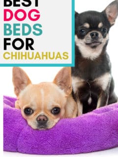2 chihuahuas in purple dog bed