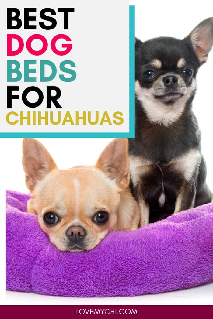 2 chihuahuas in purple dog bed