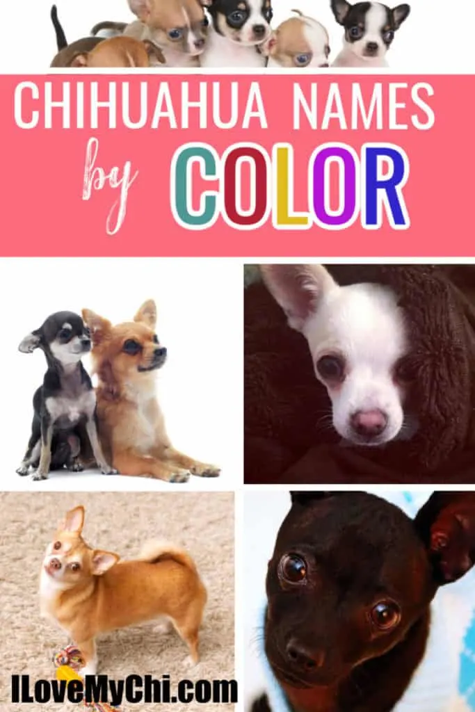 various colored chihuahuas