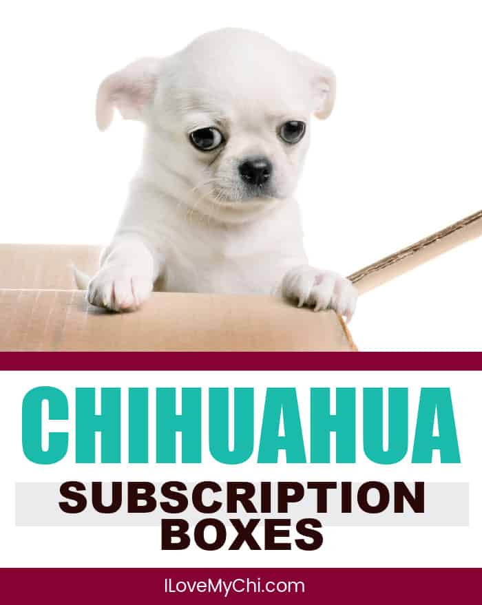 white chihuahua in cardboard box