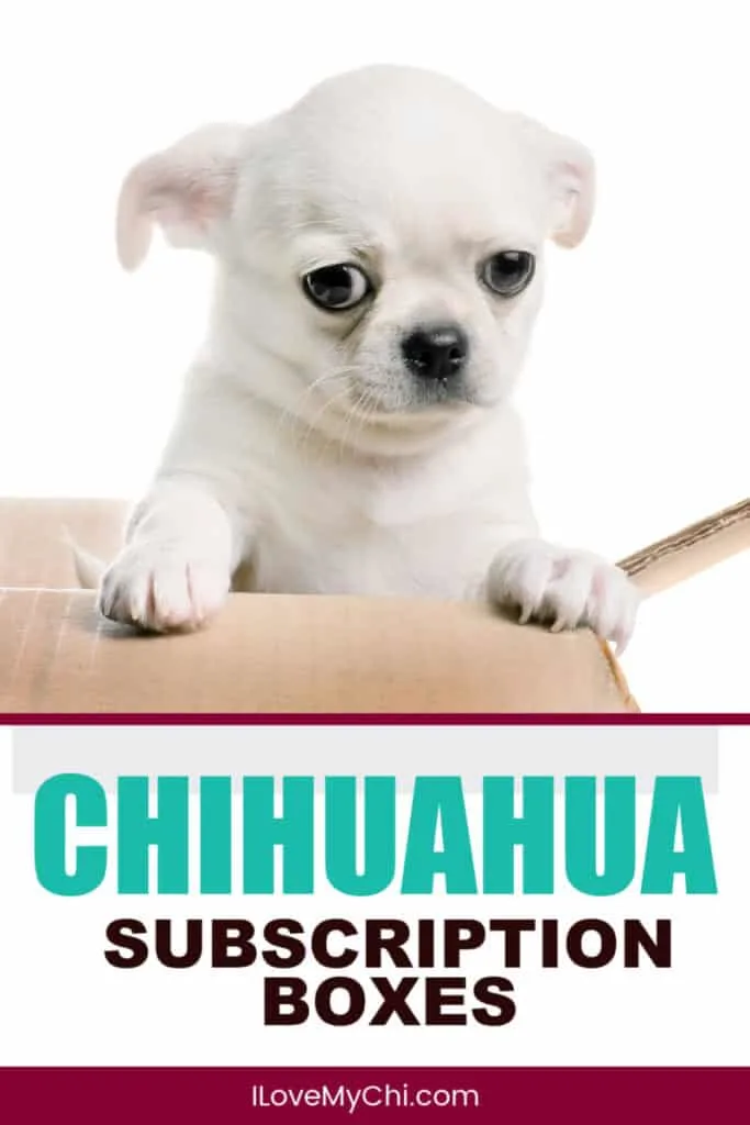 white chihuahua in cardboard box