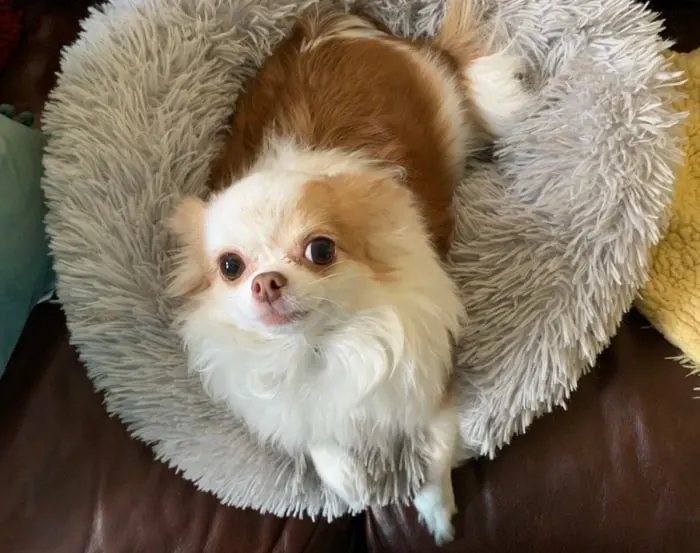 Chihuahua in donut bed