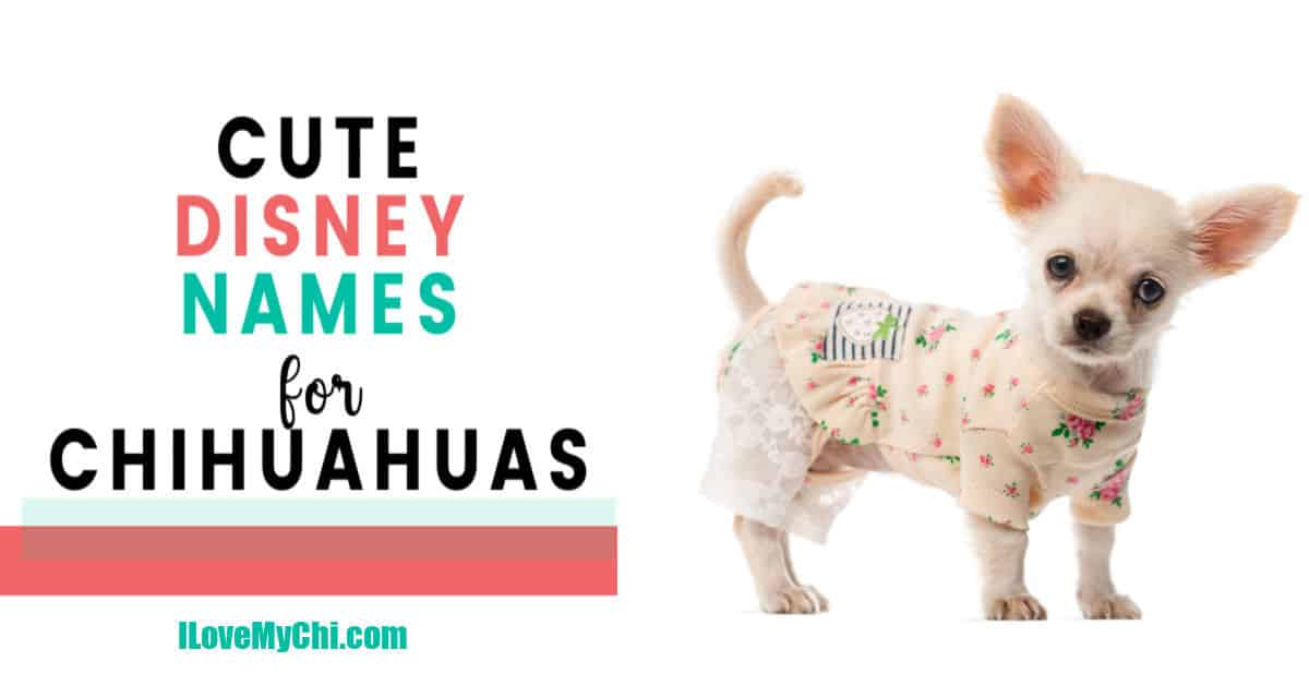 Disney Chihuahua Names - I Love My Chi