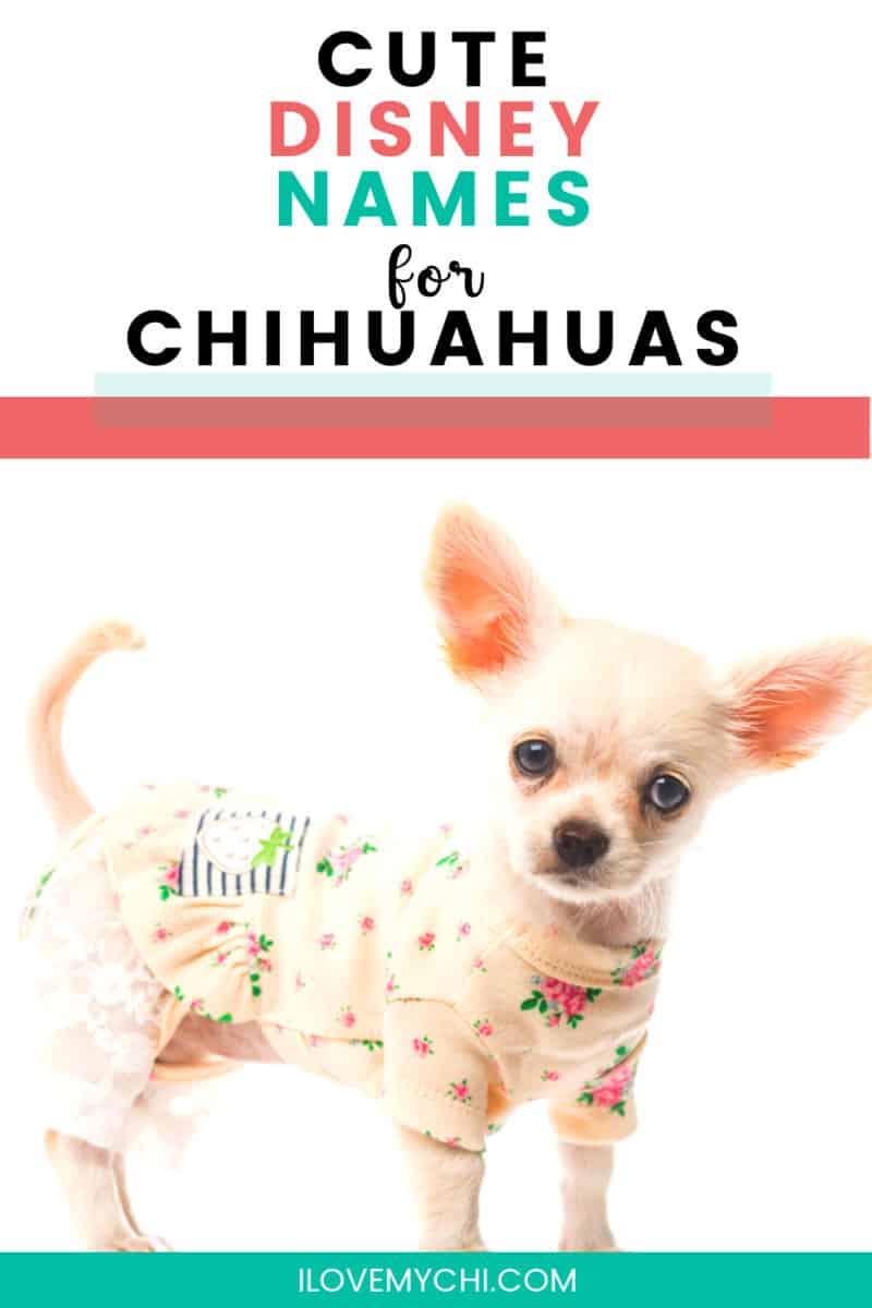 Disney Chihuahua Names I Love My Chi