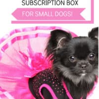 black chihuahua in pink dress