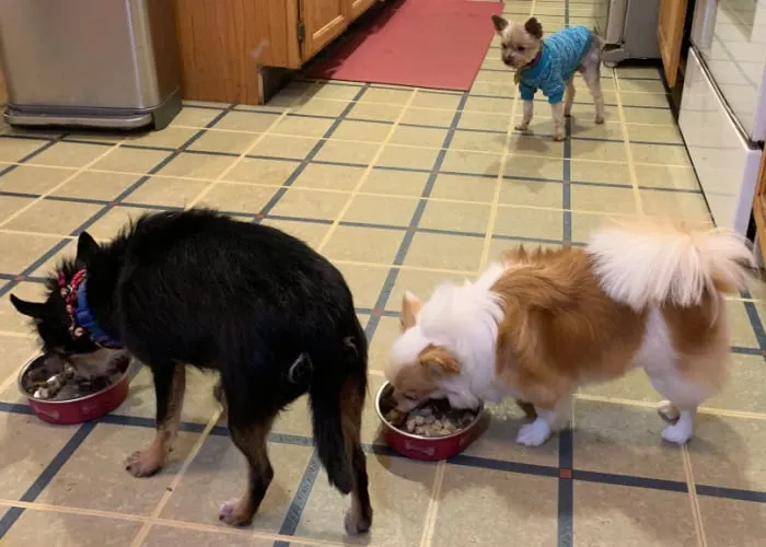 2 small dogs eating from dog bowls and 1 dog watching them