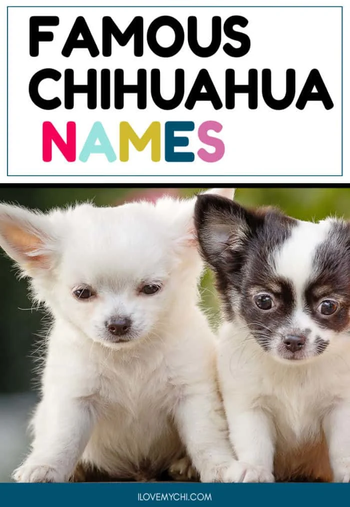 Cute names sales for chihuahuas