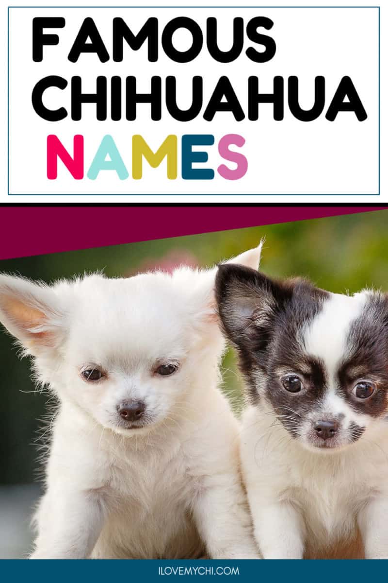 famous-chihuahua-names-i-love-my-chi