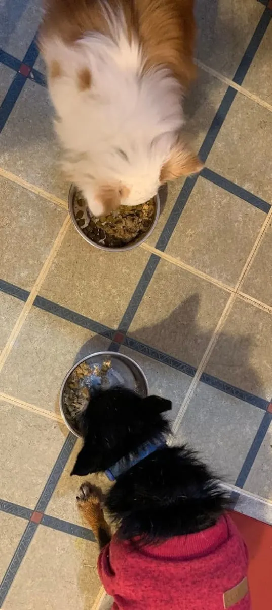 Chihuahua and chihuahua mix eating Ollie dog food