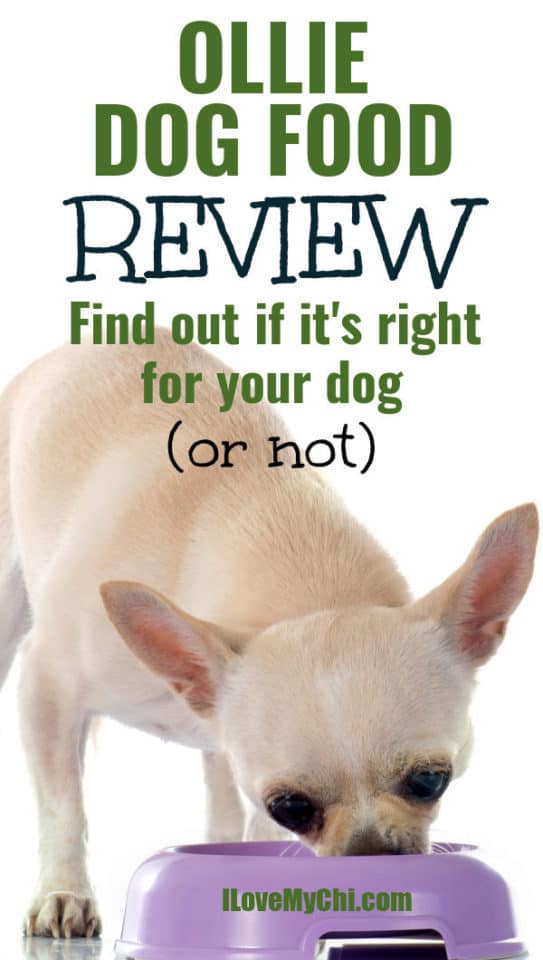 ollie-dog-food-review-i-love-my-chi