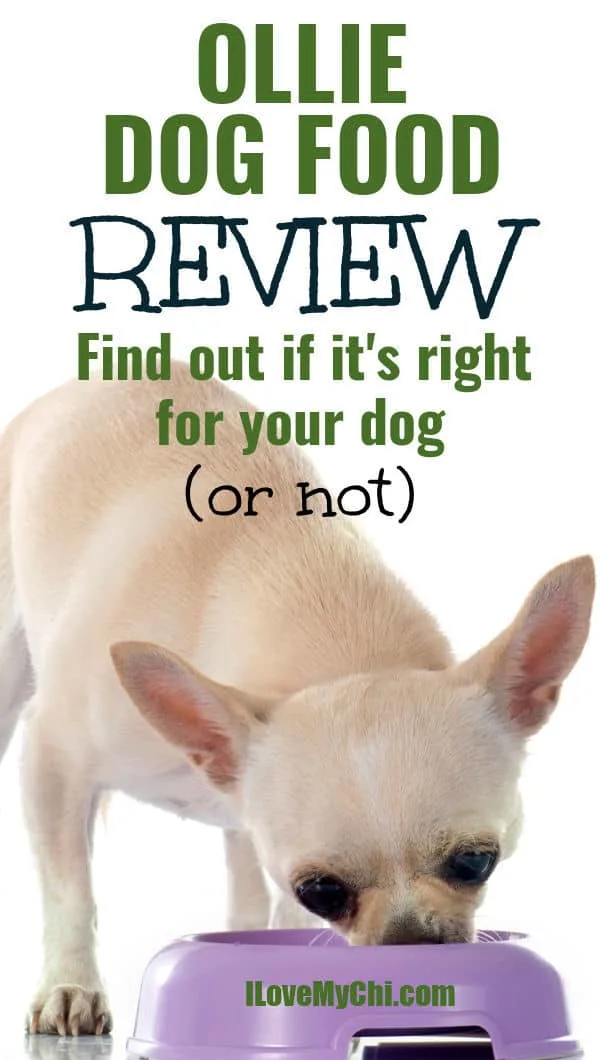 Ollie Dog Food Review I Love My Chi