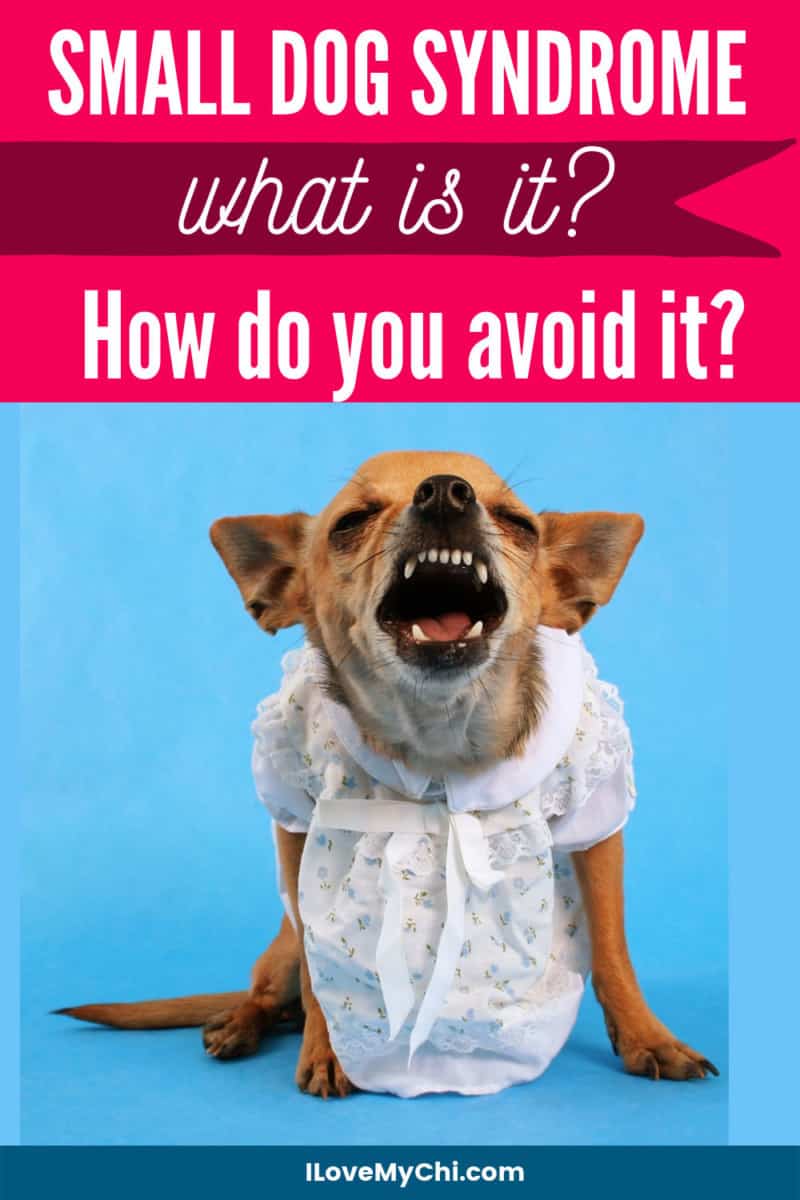 Small Dog Syndrome What is it? How do You Avoid it? I Love My Chi