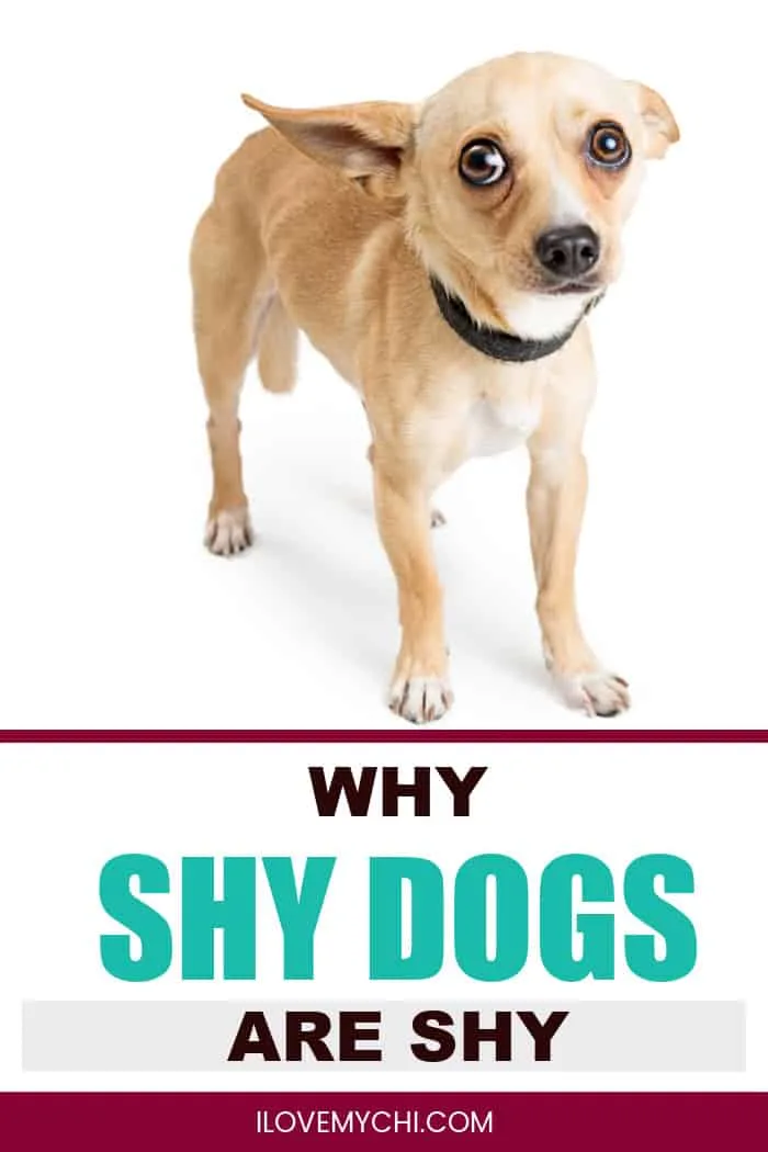 what does it mean if a puppy is shy