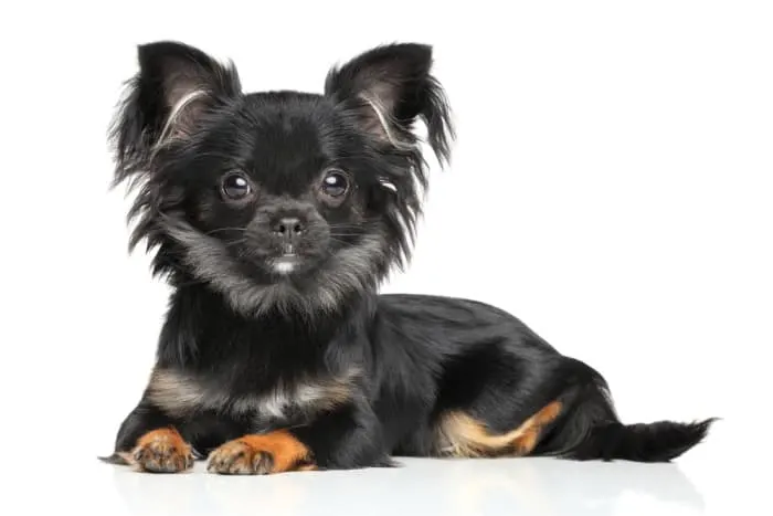 black long hair chi laying down