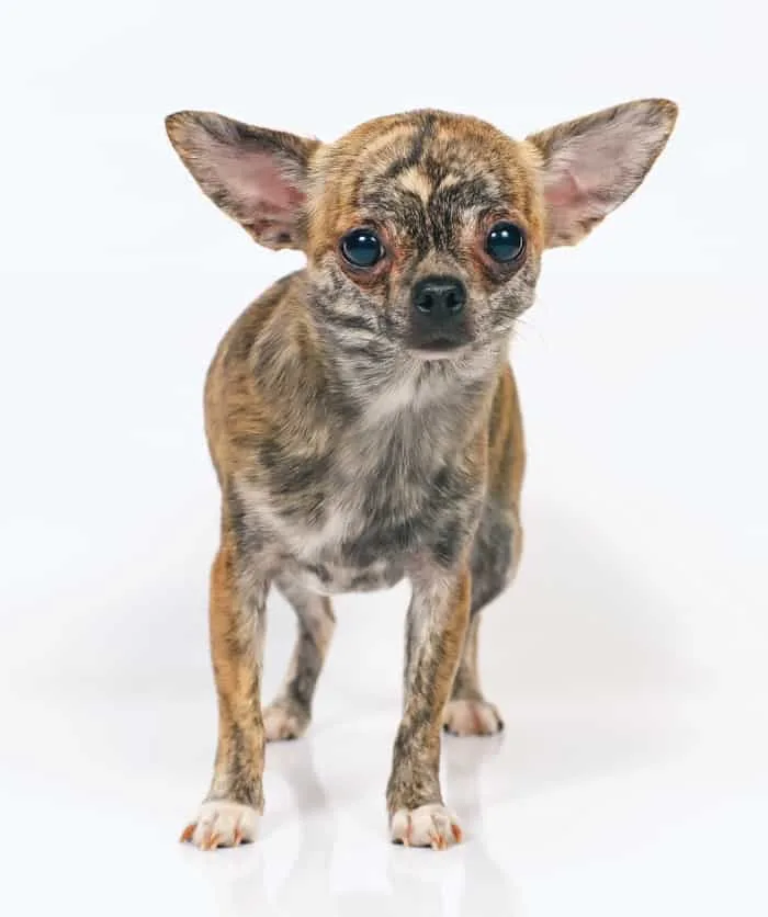 brindle chihuahua 