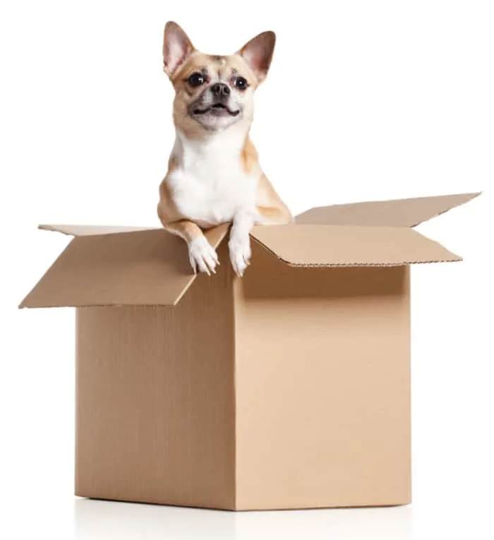 chihuahua in cardboard box 