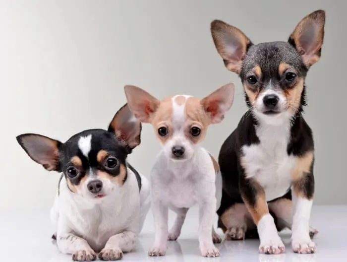 multi colored chihuahuas