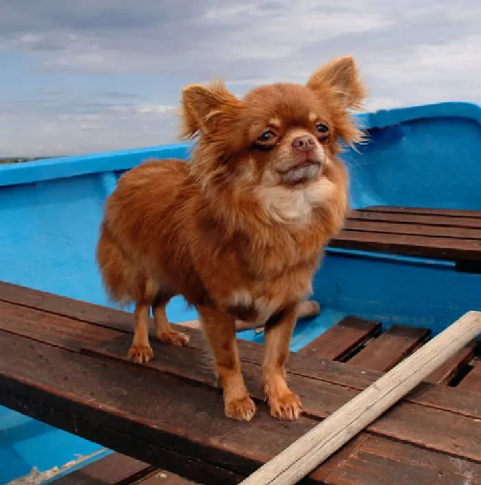 red chi in blue boat 